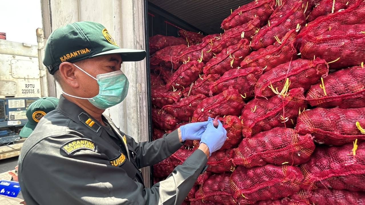 Barantin Tolak 30 Ton Bawang Merah Rusak Masuk Sulut, Busuk hingga Berjamur