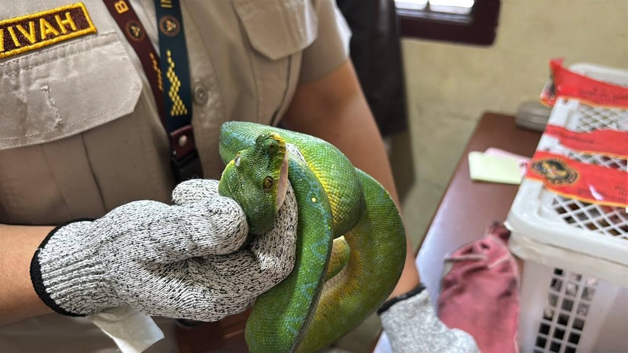 17 Ekor Ular Papuan Ditemukan di Bawah Ranjang Penumpang